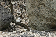 Pseudalsophis dorsalis