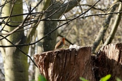 Erithacus rubecula
