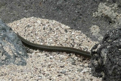 Pseudalsophis dorsalis