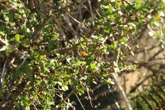 Coprosma rhamnoides