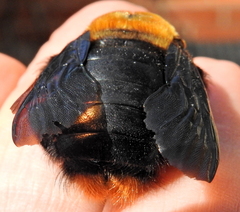 Xylocopa flavorufa