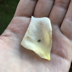 Psyllobora picta