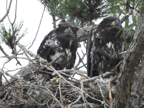 Bald Eagle photographed in South Carolina
