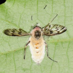 Furia ithacensis