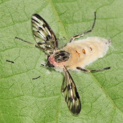 Furia ithacensis