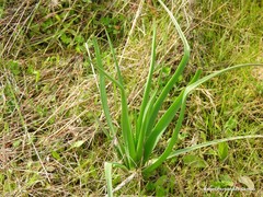 Asphodelus serotinus