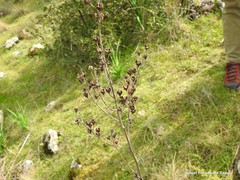 Asphodelus serotinus