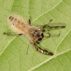Furia ithacensis