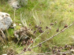 Asphodelus serotinus