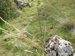 Asphodelus serotinus