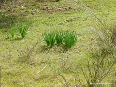 Asphodelus cerasiferus