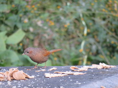 Trochalopteron lineatum