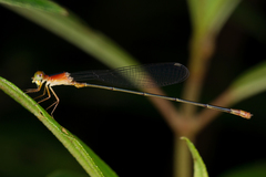 Teinobasis ruficollis