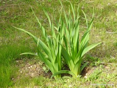 Asphodelus cerasiferus