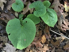 Asarum
