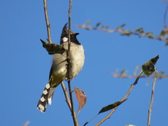 Pycnonotus leucogenys