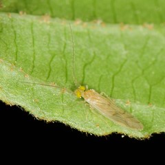 Xanthocaecilius sommermanae