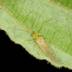 Xanthocaecilius sommermanae