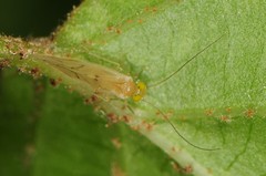 Xanthocaecilius sommermanae