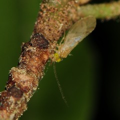 Xanthocaecilius sommermanae