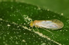 Xanthocaecilius sommermanae