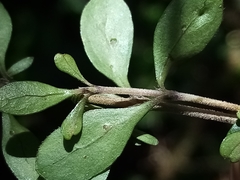 Coprosma pedicellata