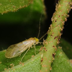 Xanthocaecilius sommermanae