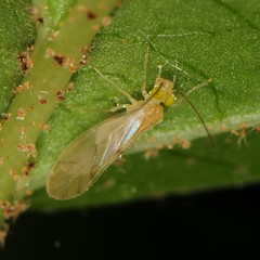 Xanthocaecilius sommermanae