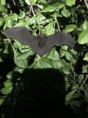 Aselliscus stoliczkanus