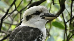 Dacelo novaeguineae