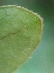 Coprosma pedicellata