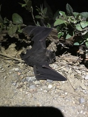 Aselliscus stoliczkanus