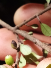 Coprosma pedicellata