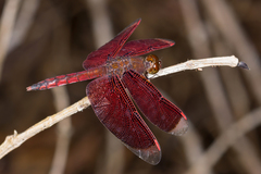 Neurothemis ramburii