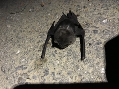 Aselliscus stoliczkanus