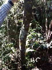 Coprosma pedicellata