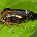 Ophiderma flava - Photo (c) Jason M Crockwell, some rights reserved (CC BY-NC-ND), uploaded by Jason M Crockwell