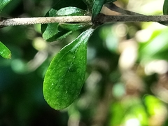 Coprosma pedicellata