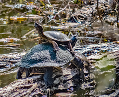 Actinemys marmorata pallida