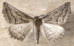Tetracis formosa