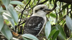 Dacelo novaeguineae