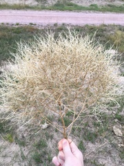 Cycloloma atriplicifolium