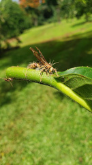 Ophiocordyceps humbertii
