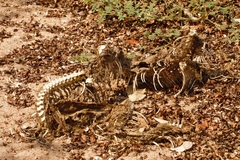 Python natalensis