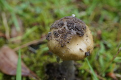 Amanita ceciliae
