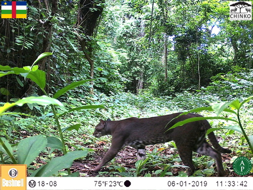 African Golden Cat