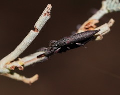 Rhinotia phoenicoptera