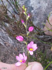 Ixia scillaris scillaris