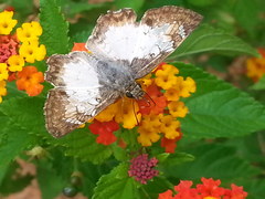 Antigonus emorsa