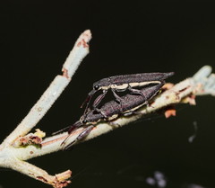 Rhinotia phoenicoptera